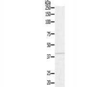 一抗
