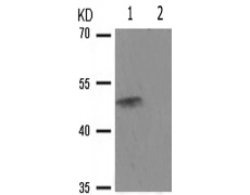 兔抗IKBKG(Phospho-Ser85) 多克隆抗体