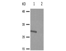 兔抗IGFBP3(Phospho-Ser183) 多克隆抗体
