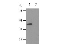 兔抗IKBKB(Phospho-Tyr188) 多克隆抗体