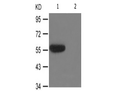 兔抗IRF3(Phospho-Ser385) 多克隆抗体