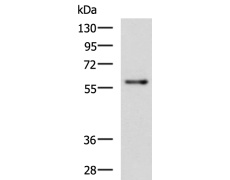 兔抗RIC8A多克隆抗体