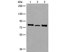 兔抗RIPK1多克隆抗体
