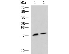 兔抗RNASE1多克隆抗体