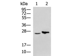 兔抗NABP1多克隆抗体
