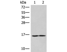 兔抗RNF24多克隆抗体