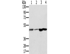 兔抗RNH1多克隆抗体