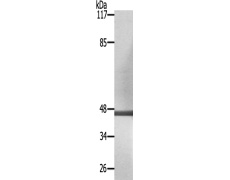 兔抗NCF1(Ab-304) 多克隆抗体 
