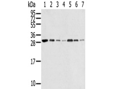 兔抗RPA2多克隆抗体