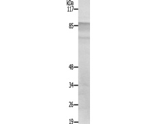 兔抗RPS6KA4(Ab-568) 多克隆抗体