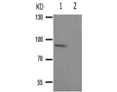 兔抗RPS6KA5(Phospho-Ser212) 多克隆抗体