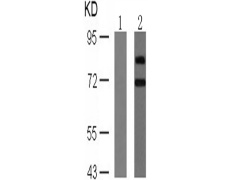 兔抗RPS6KB1 (Phospho-Ser424)多克隆抗体