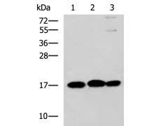 兔抗RPS14多克隆抗体