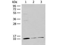 兔抗RPS27L多克隆抗体