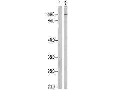 兔抗NFKB1(Phospho-Ser907)多克隆抗体