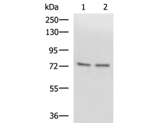 兔抗SCMH1多克隆抗体