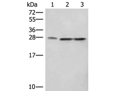 兔抗SEC22B多克隆抗体