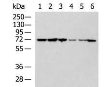 兔抗NOP58多克隆抗体