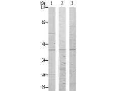 兔抗NR2F6多克隆抗体