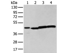 兔抗NUDT12多克隆抗体