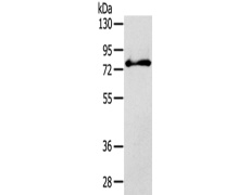 兔抗SH3KBP1多克隆抗体