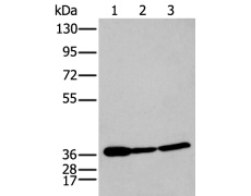兔抗P2RY11多克隆抗体