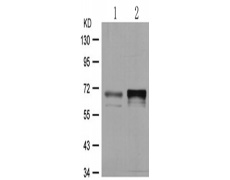 兔抗PAK1 (Phospho-Thr212)多克隆抗体