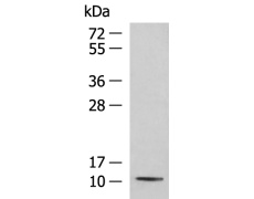 兔抗PCBD1多克隆抗体
