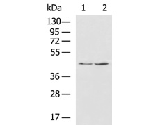 兔抗PCID2多克隆抗体