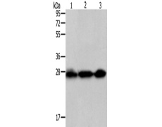 兔抗PDCD10多克隆抗体