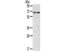 兔抗SIGLEC12多克隆抗体