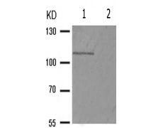 兔抗SIRT1(Phospho-Ser47) 多克隆抗体