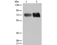 兔抗SLC3A2多克隆抗体