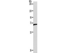 兔抗SLC22A3多克隆抗体