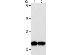 兔抗PDCD6多克隆抗体