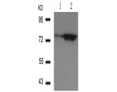 兔抗FOXO1(Phospho-Ser319)多克隆抗体