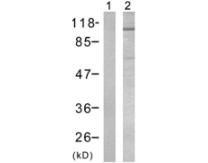 兔抗FOXO3(Phospho-Ser253) 多克隆抗体