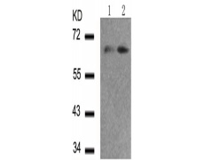兔抗FOXO4 (Phospho-Ser197)多克隆抗体