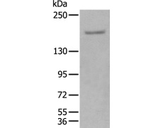 兔抗GLI3多克隆抗体