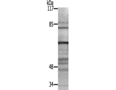 兔抗PECAM1(Ab-713)多克隆抗体