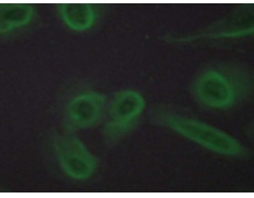 兔抗PECAM1(Ab-713)多克隆抗体