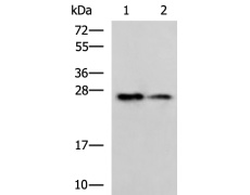 兔抗PGRMC2多克隆抗体