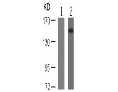 兔抗PLCG2 (Phospho-Tyr753)多克隆抗体