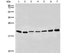 兔抗PMP22多克隆抗体