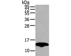 兔抗PMP2多克隆抗体