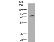 兔抗GPR149多克隆抗体