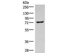 兔抗PRKAG2多克隆抗体