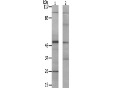 兔抗PRKAR2B(Ab-113)多克隆抗体