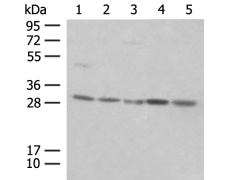 兔抗PSMA4多克隆抗体