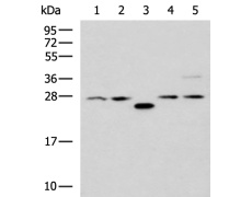 兔抗PSMA6多克隆抗体